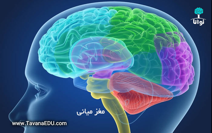 مغز میانی در هفت لایه انسانی